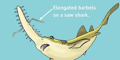 shark senses sense organs biology saw shark barbels touch sensitive