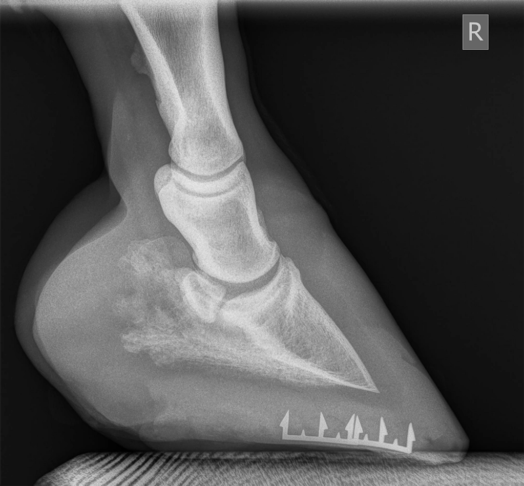 Another way DE HoofTaps can be used.