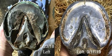 DE HoofTaps at work!