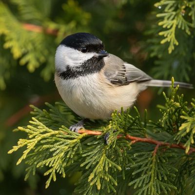 A bird sitting on a branch