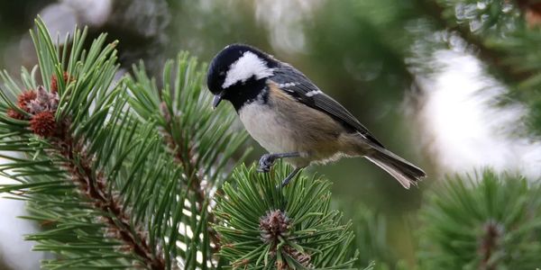 A bird setting on a branch
