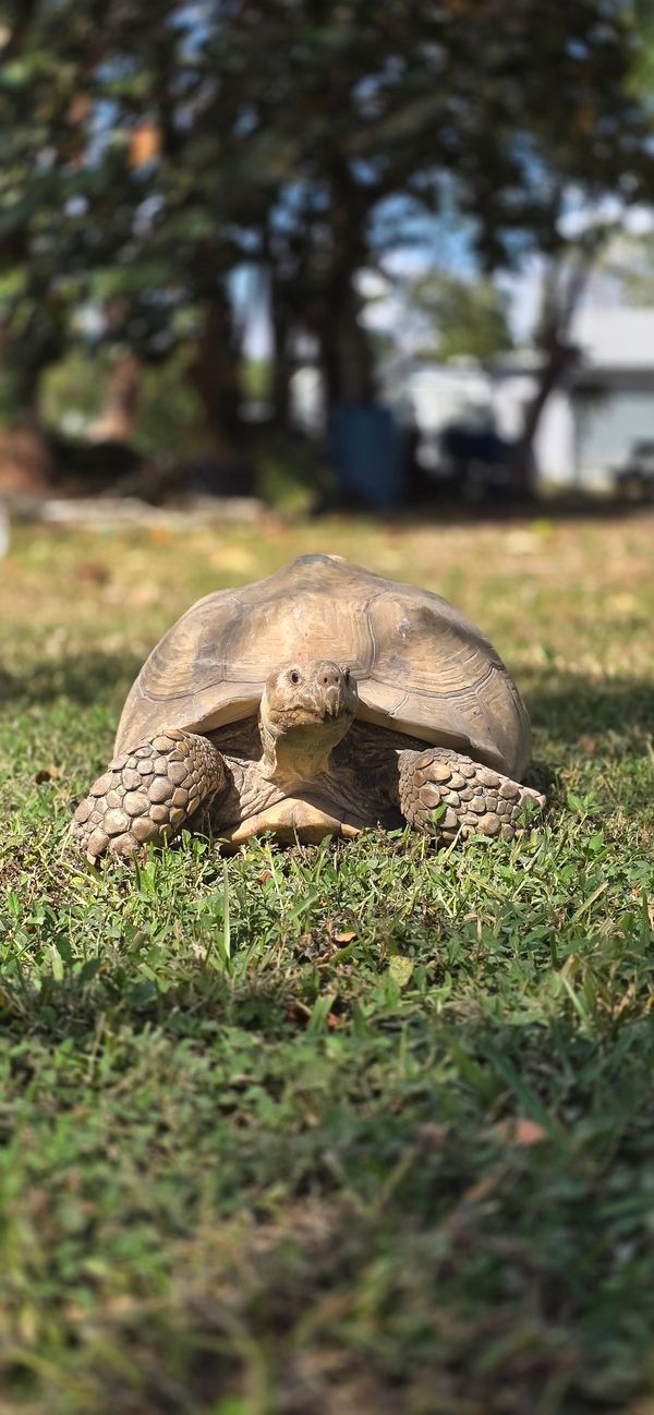 Tortoise on grass in daylight.