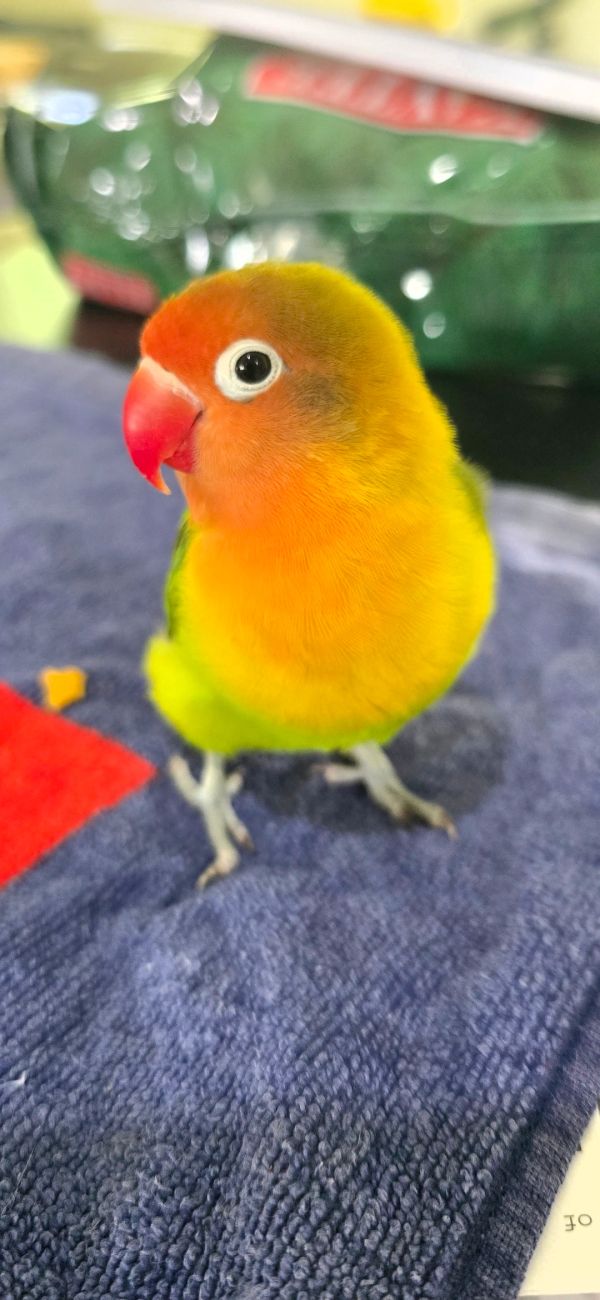 Colorful lovebird standing on a towel.