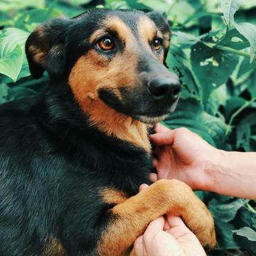 собака Буся, дівчинка, велика такса