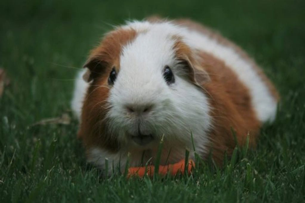 Keki Guinea pig