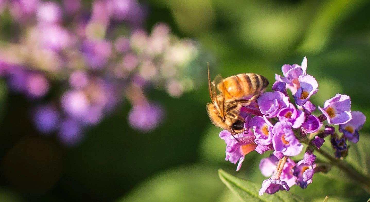 Honey bee. Photo by Mackenzie Brunson