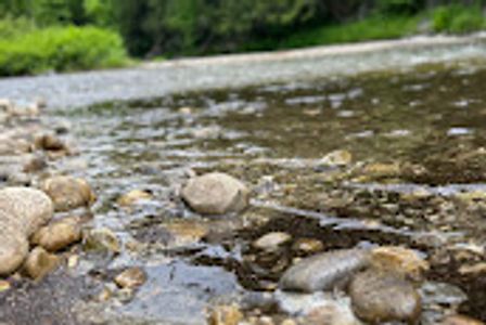 Close-up of pebbles along a shallow river with trees in the background.
