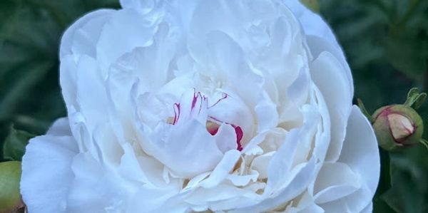 Close-up of a white peony flower with delicate petals and hints of pink.