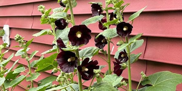 Tall green plants with dark purple flowers growing against a red wooden wall.