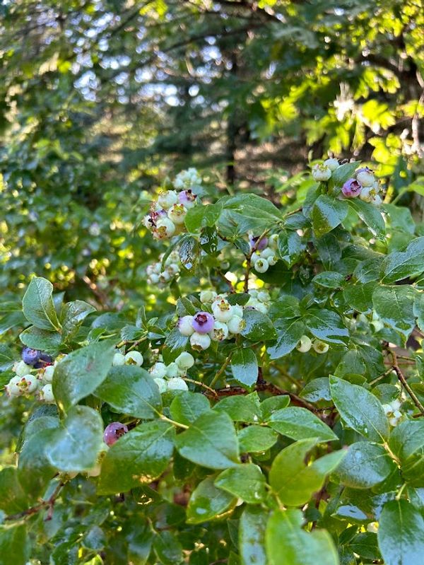 Close-up of a blueberry bush with ripening berries and green leaves.