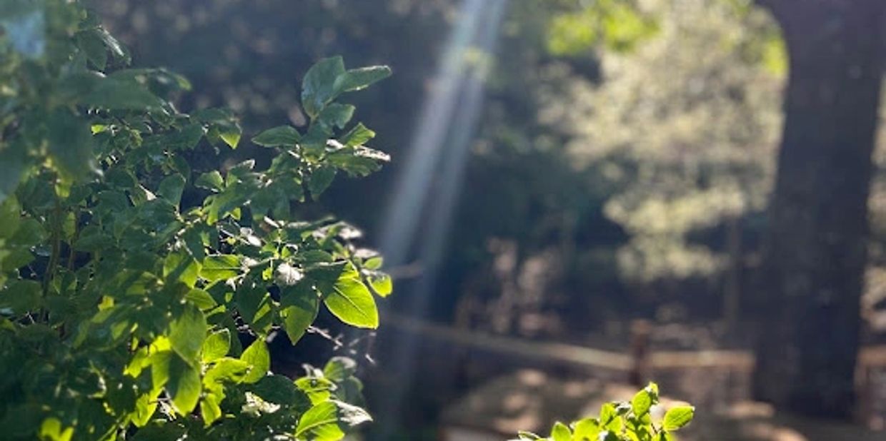 Sunlight filters through green leaves on a bright day.