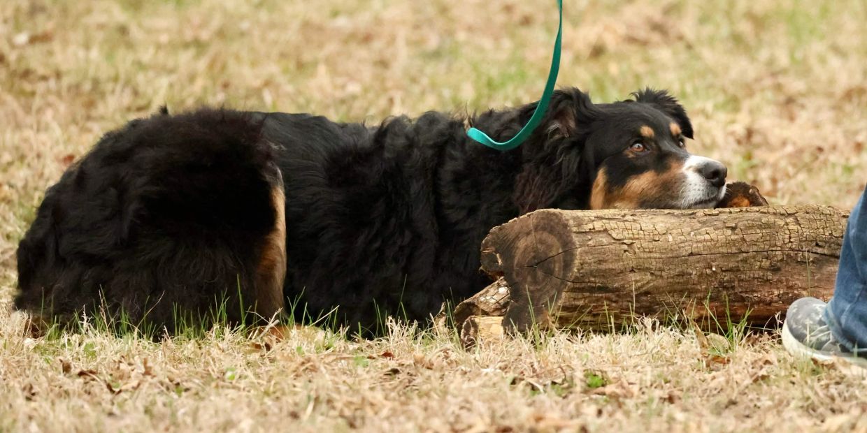 Dog resting its head on a log outdoors.