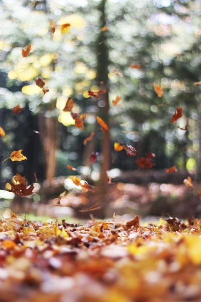 “Colourful autumn leaves background symbolising growth and learning in counselling.”