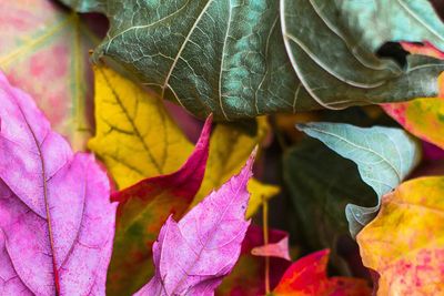 Alt text: “Autumn leaves symbolising growth and healing in counselling, Stourbridge therapist.”