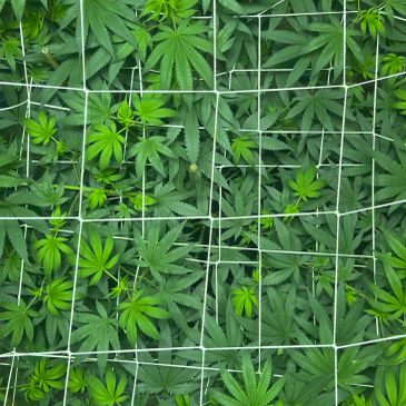 Green cannabis plants growing behind a net.