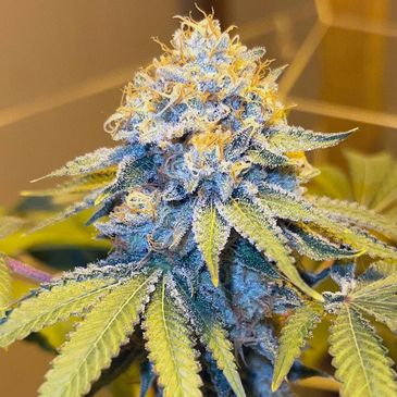 Close-up of a trichome-covered cannabis bud.