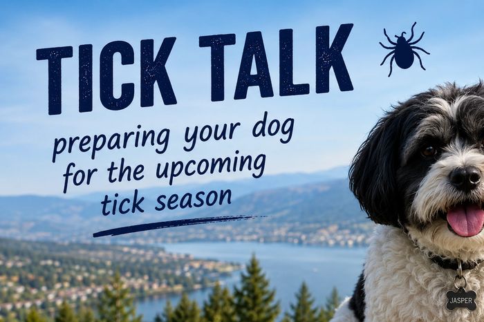Tick Talk - preparing your dog for tick season. Jasper sitting with Okanagan Lake in the background.