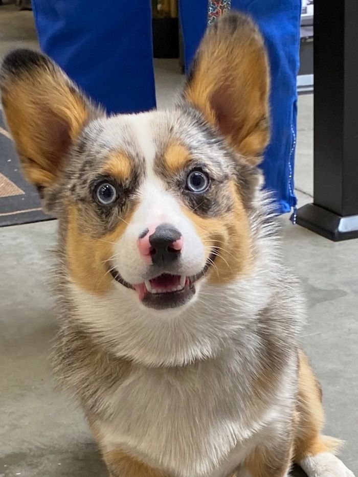 Beautiful Corgi visiting the Kelowna Rona Home & Garden Store.