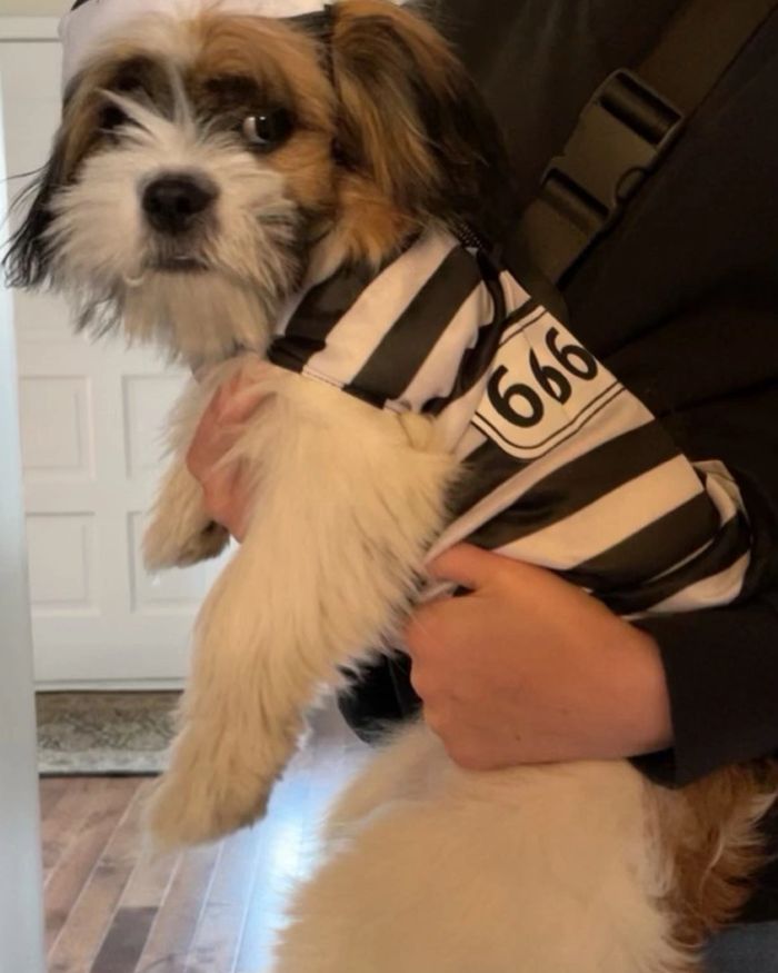 Dexter, Scotty’s Javanese Shih Tzu cross dressed in prison garb for Halloween.