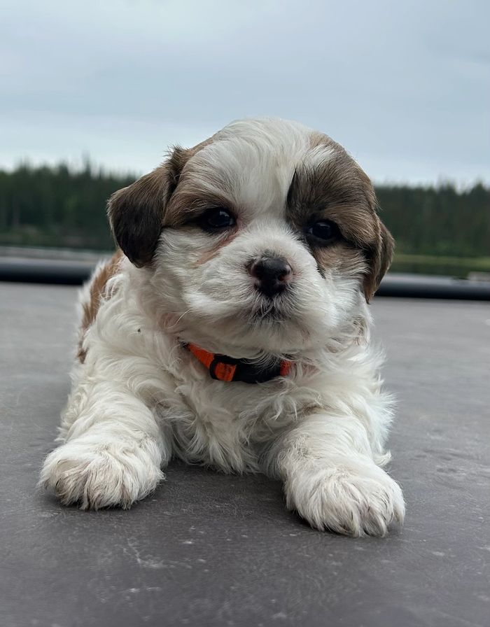 Sable and white Bichon Shih Tzu cross puppy lying and facing the camera
