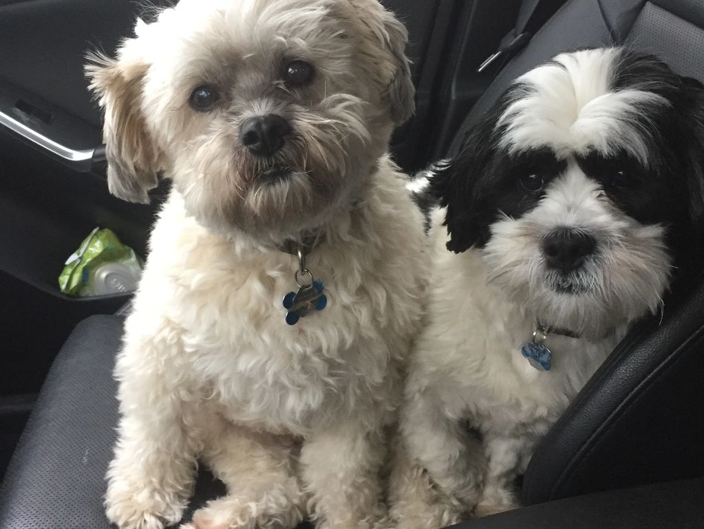 Max (left - RIP) and Jasper, sitting in the front seat of the car. They are out for a drive with a l