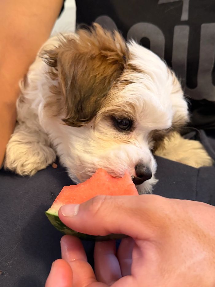 Bichon Shih Tzu cross puppy, Frankie eating a watermelon wedge.