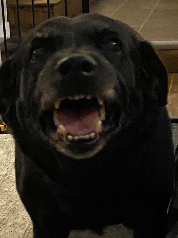 Full face image of “Guiness” a black Labrador Retriever. RIP Guiness.
