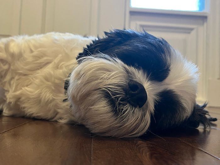 Jasper, Scotty’s Bichon Shih Tzu cross lying on hardwood floors staring at the camera, full face.