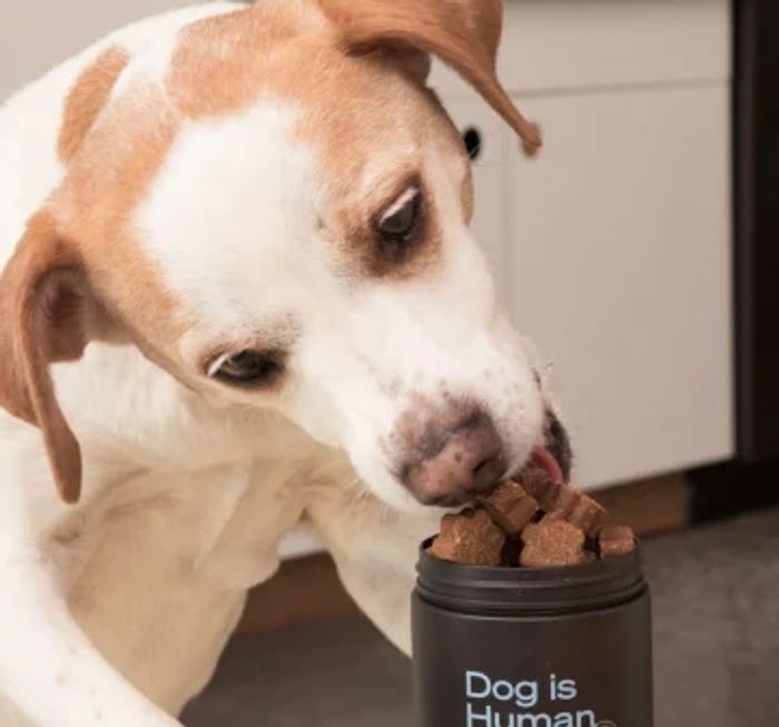 Jack Russell Terrier standing on table to eat Dog is Human multivitamin soft chews for dogs