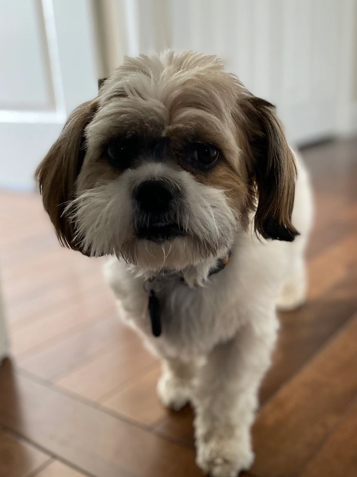 Dexter,Scotty’s Brown & White Javanese Shih Tzu cross walking towards the camera on the hardwood.