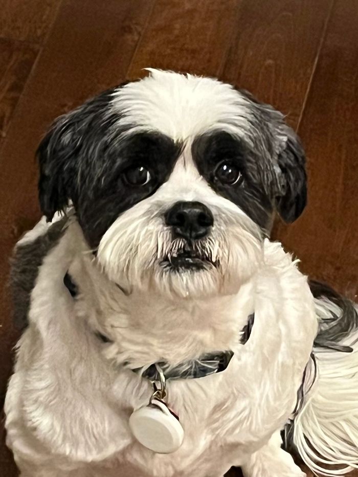Jasper, Scotty’s B&W Bichon Shih Tzu cross sitting on the hardwood floors.