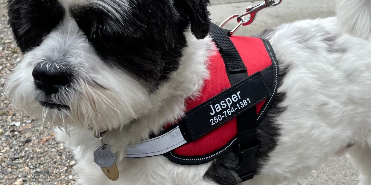Jasper, a dog from Scottysdogblog.com wearing his new "dog harness" ,dog product with his name and p