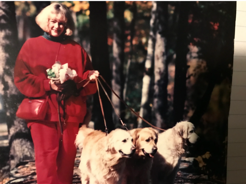 This is Scotty's mom Glenda, walking her three Golden Retrievers (l to r) Bailey, Monty and Stryker.