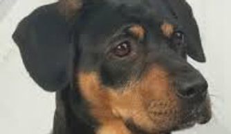 Scotty's dog blog owners first dog Snoopy