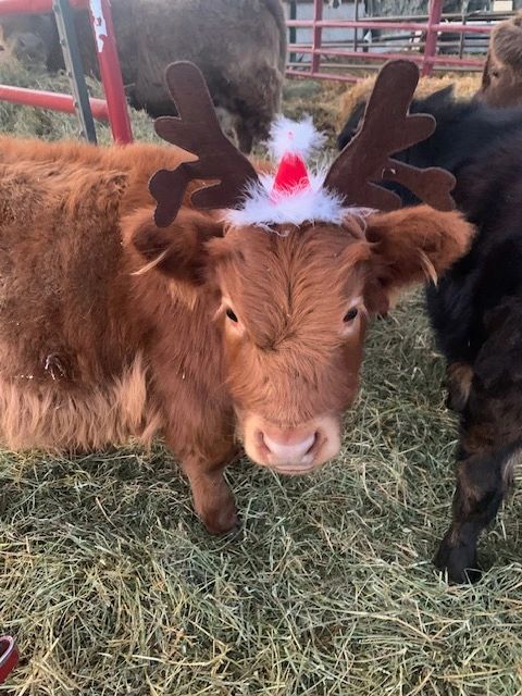 Mini Highland at Christmas