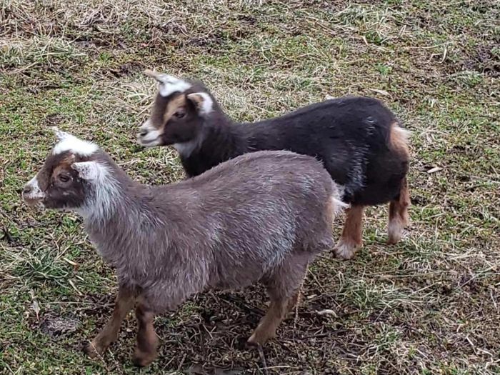 The original two who stared our journey. Meet Daisy and Jasmine.