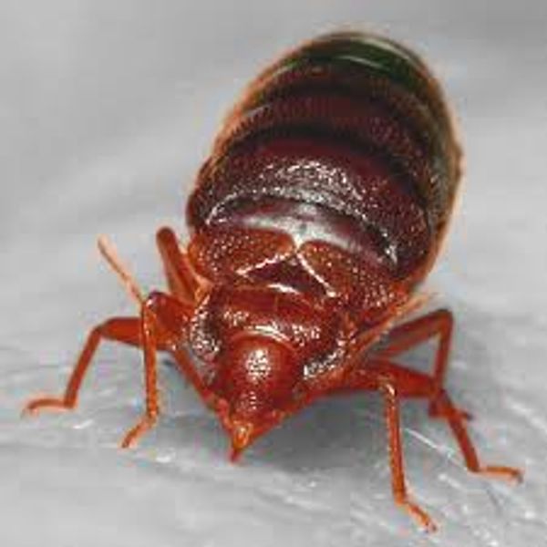 BED BUGS