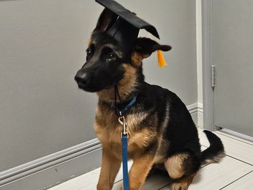 German Shepheard puppy in a graduation hat.
