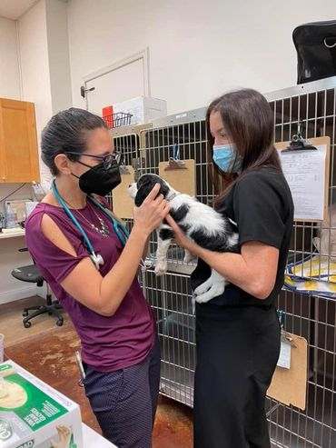 Two women in masks care for a black and white puppy in a veterinary clinic.