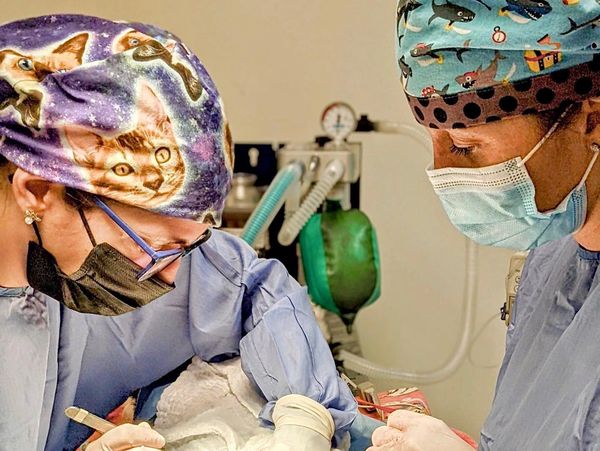 Both doctors doing surgery