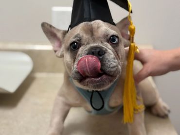 French bulldog in graduation hat.