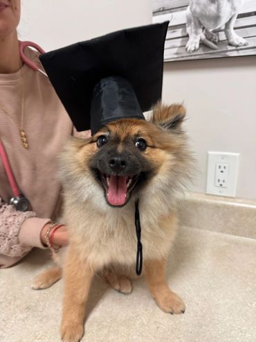Happy dog wearing a graduation cap, sitting on a counter.