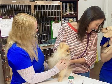 Two women examining small dogs at a veterinary clinic.