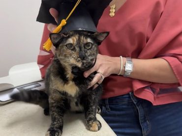 A kitten in a graduation hat.