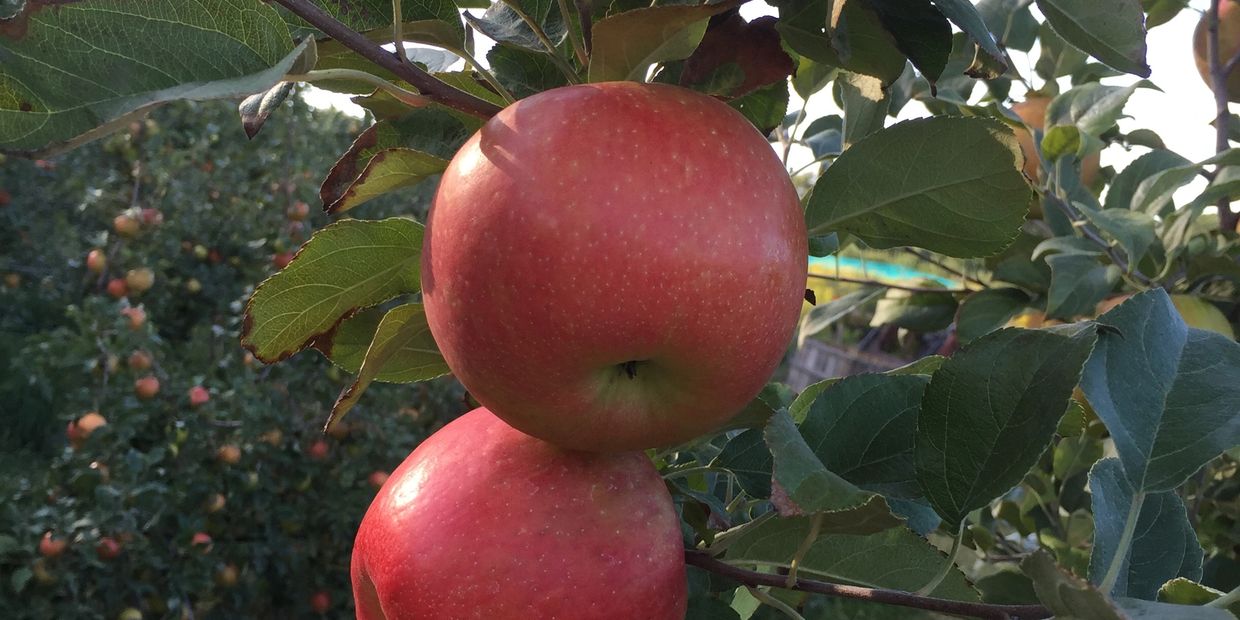 A picture of fresh juicy apples on a farm