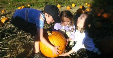 Children picking pumpkins in field