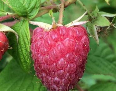 Beautiful berries ripe red raspberries on a branch with green leaves