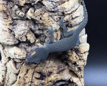 Tokay gecko in its habitat
