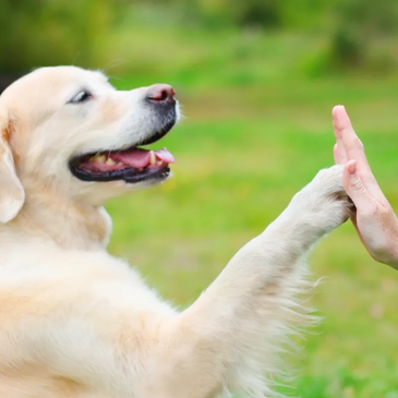 Reiki Therapy Healing Animal Nurturing