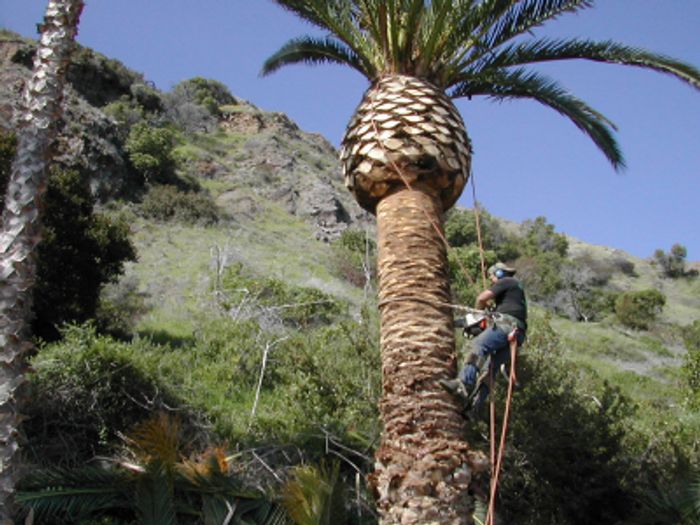 Pines To Palms Tree & Landcare